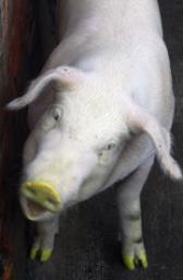 Piglight.jpg (6182 bytes)